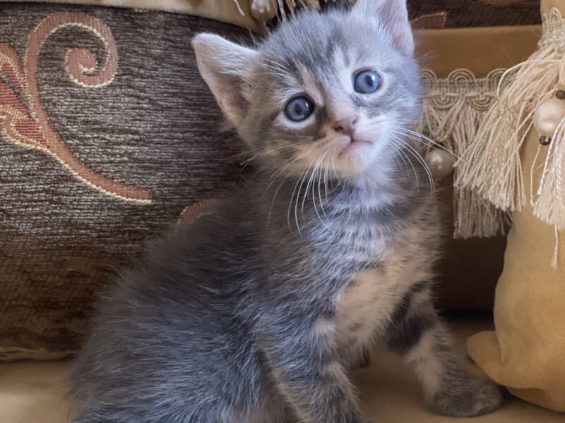 Un chat mâle et une chatte femelle - chat à vendre Maroc