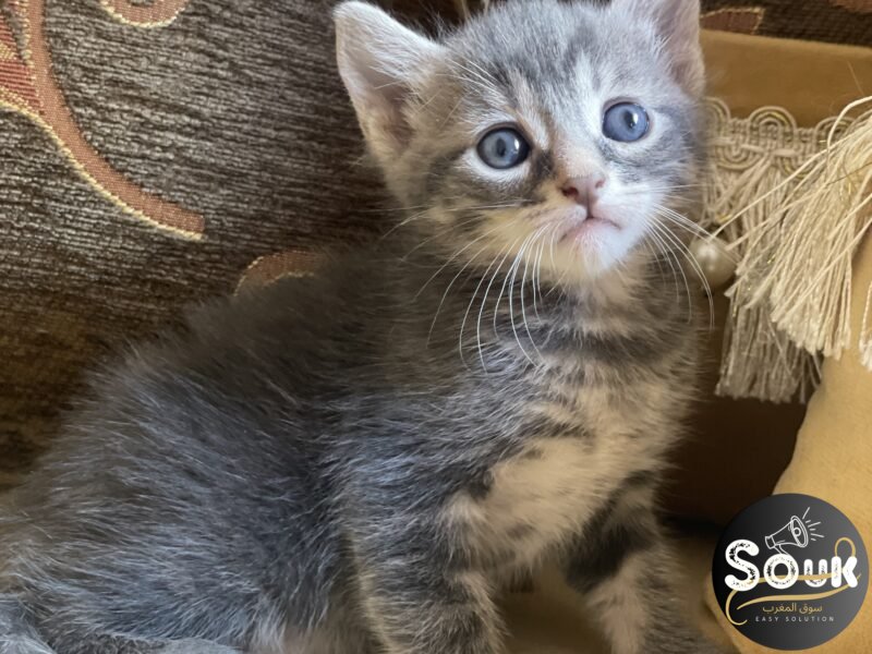 Un chat mâle et une chatte femelle - chat à vendre Maroc