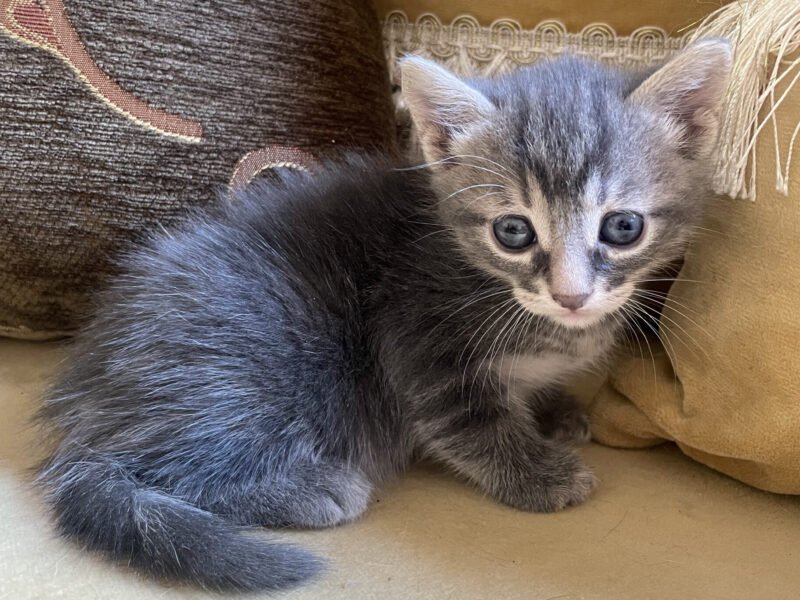 Un chat mâle et une chatte femelle - chat à vendre Maroc