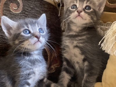 Un chat mâle et une chatte femelle - chat à vendre Maroc