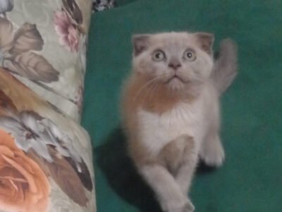 سكوتيش فولد - Chat à vendre Maroc