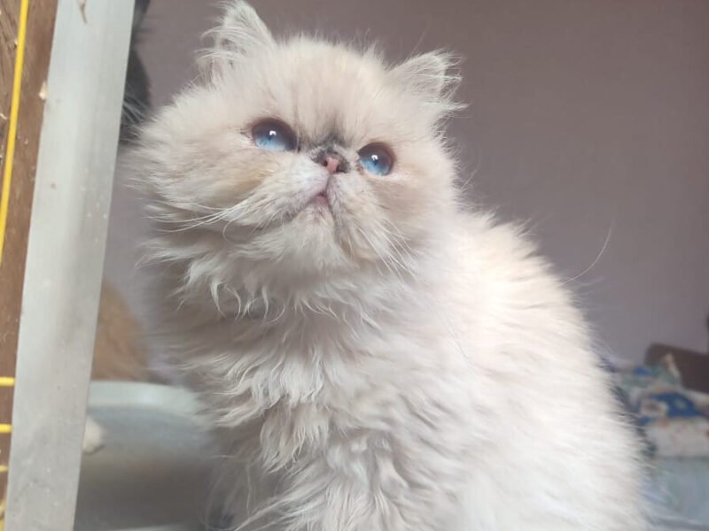 Femelle persan himalayenne - Chat à vendre Maroc