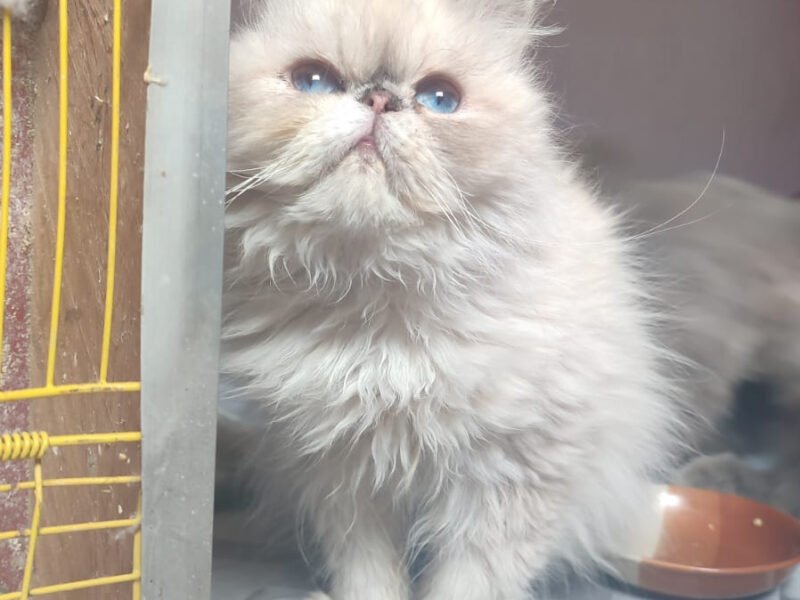 Femelle persan himalayenne - Chat à vendre Maroc
