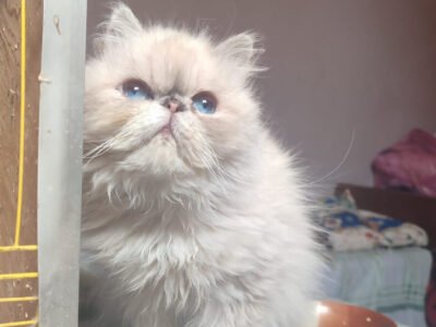 Femelle persan himalayenne - Chat à vendre Maroc