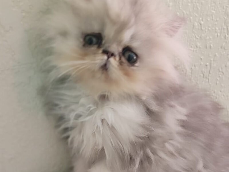 Femelle persan - Chat à vendre Maroc