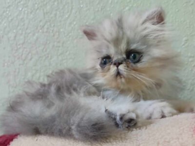 Femelle persan - Chat à vendre Maroc