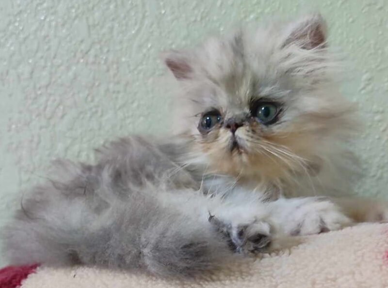 Femelle persan - Chat à vendre Maroc