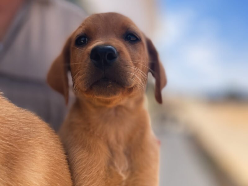 Chiots Labrador à vendre - chien à vendre Maroc