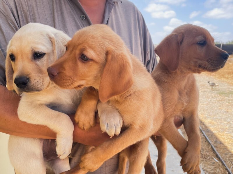 Chiots Labrador à vendre - chien à vendre Maroc