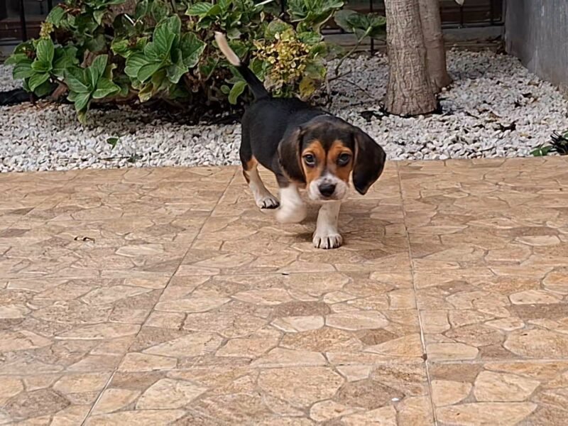 Chien beagle - chien à vendre Maroc