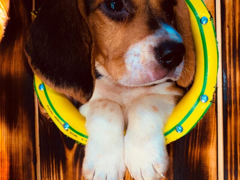Chien beagle - chien à vendre Maroc
