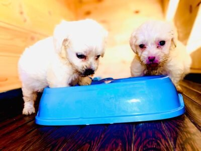 Bichon maltais nain - chien à vendre Maroc