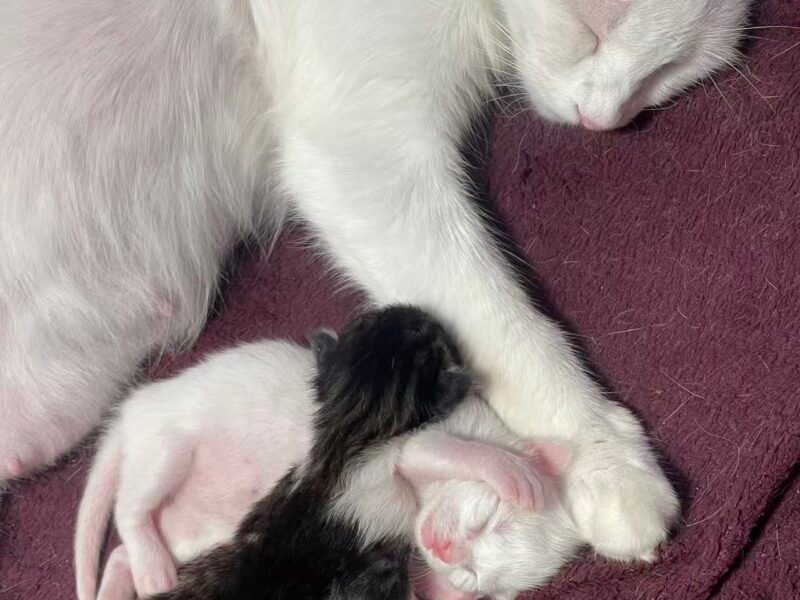 offre d'adoption - Annonces Animaux Maroc