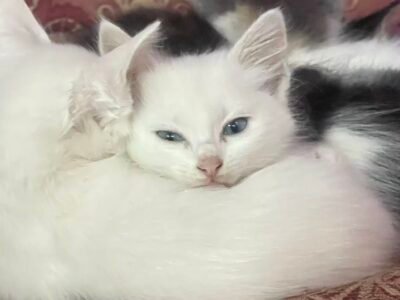 offre d'adoption - Annonces Animaux Maroc