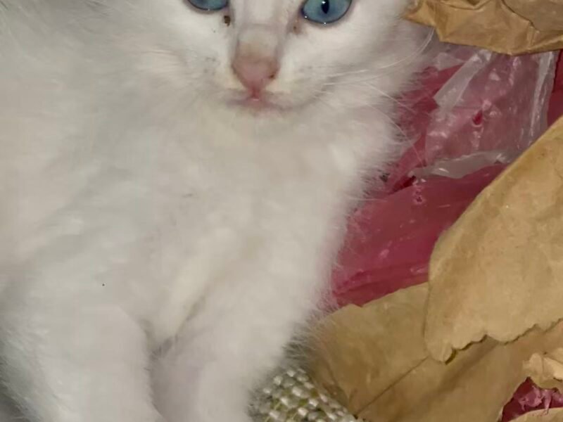 offre d'adoption - Annonces Animaux Maroc