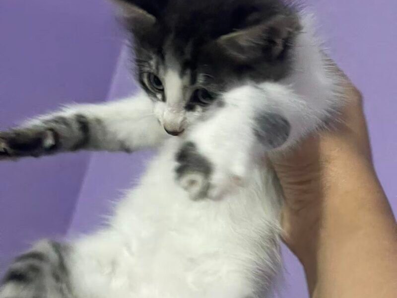 offre d'adoption - Annonces Animaux Maroc