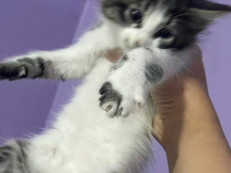 offre d'adoption - Annonces Animaux Maroc