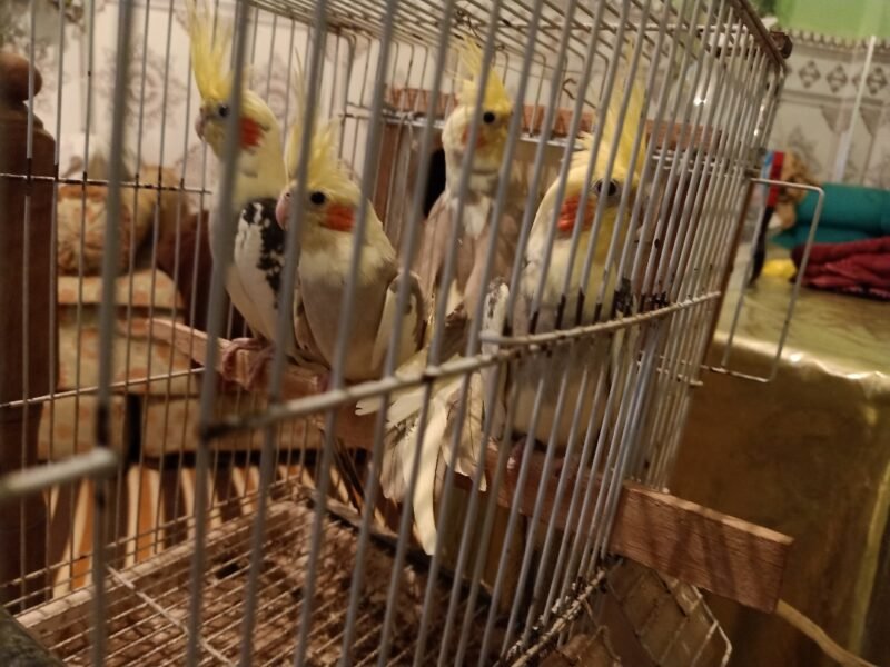 4 Superbes Calopsittes apprivoisées (2 couples) avec cage et accessoires - Vente Animaux Maroc