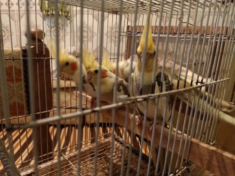 4 Superbes Calopsittes apprivoisées (2 couples) avec cage et accessoires - Vente Animaux Maroc