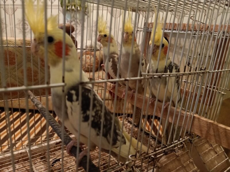 4 Superbes Calopsittes apprivoisées (2 couples) avec cage et accessoires - Vente Animaux Maroc