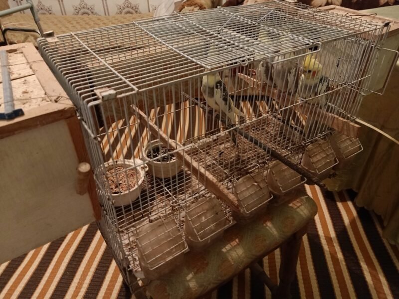4 Superbes Calopsittes apprivoisées (2 couples) avec cage et accessoires - Vente Animaux Maroc