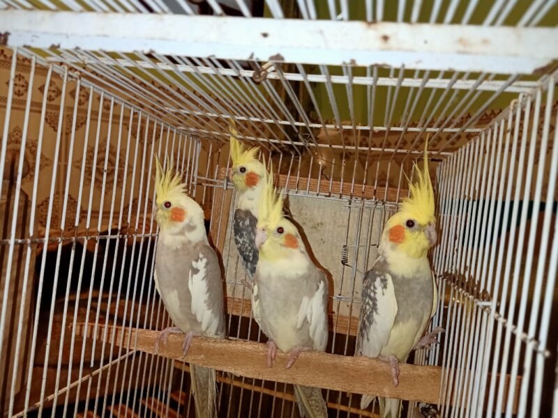 4 Superbes Calopsittes apprivoisées (2 couples) avec cage et accessoires - Vente Animaux Maroc