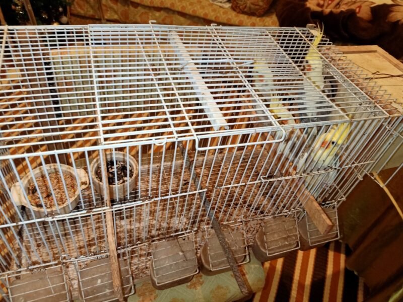 4 Superbes Calopsittes apprivoisées (2 couples) avec cage et accessoires - Vente Animaux Maroc