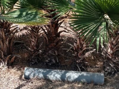 LIQUIDATION EXCEPTIONNELLE – Palmiers Washingtonia en GROS