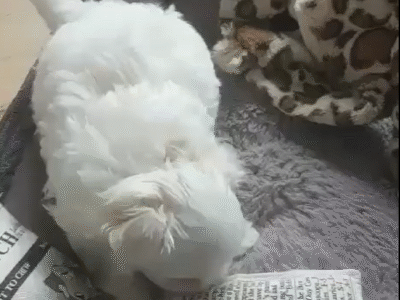 Bichon maltais pure race