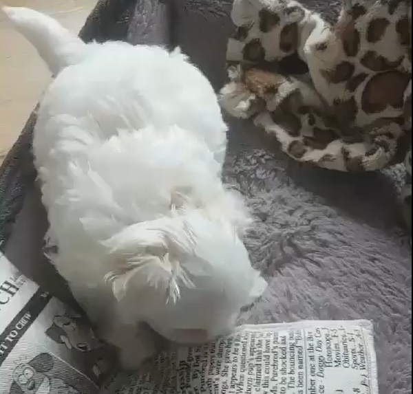 Bichon maltais pure race