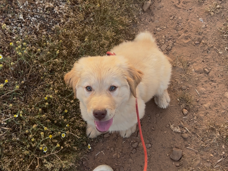 Golden retriever 4 mois
