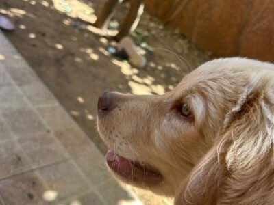 Golden retriever 4 mois