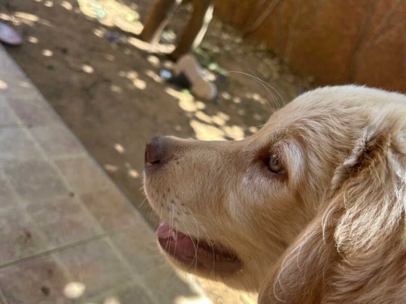 Golden retriever 4 mois