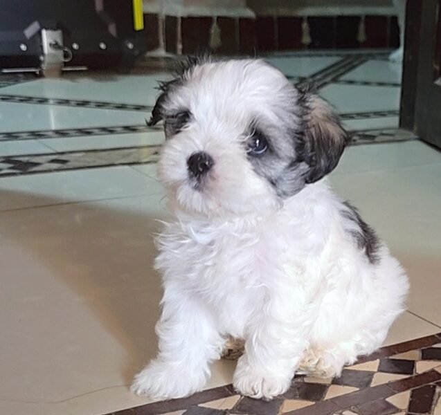 Chiots Bichon Havanais à vendre