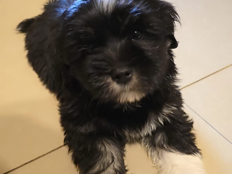 Chiots Bichon Havanais à vendre