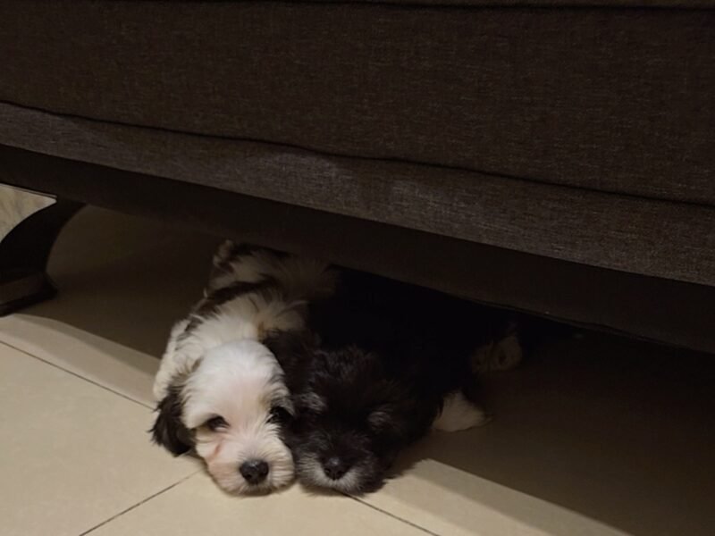 Chiots Bichon Havanais à vendre