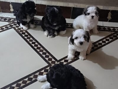Chiots Bichon Havanais à vendre