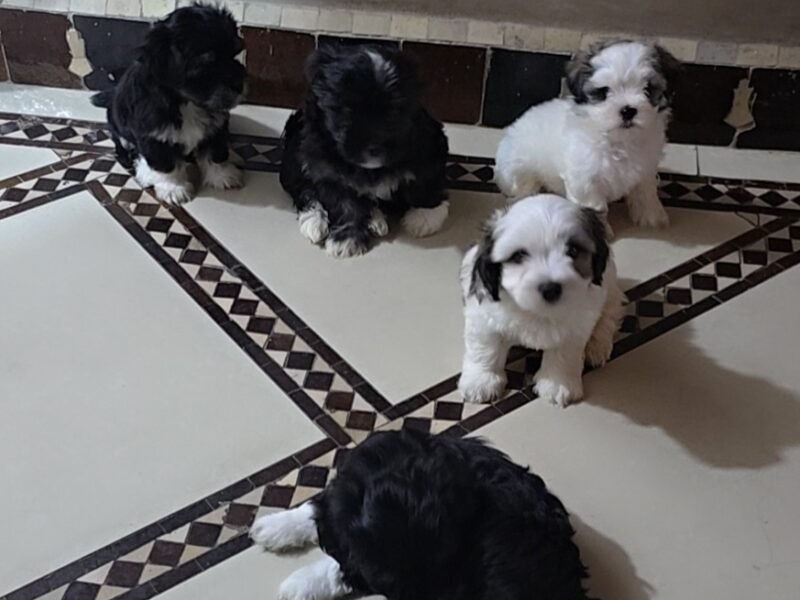 Chiots Bichon Havanais à vendre