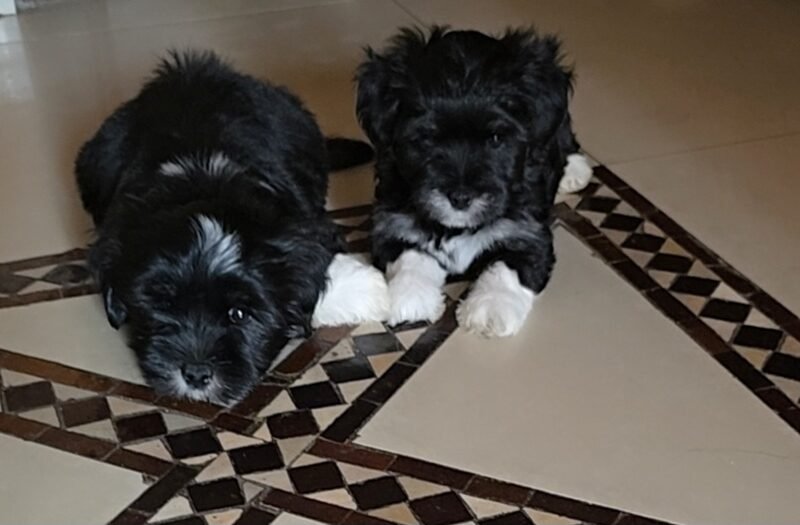 Chiots Bichon Havanais à vendre