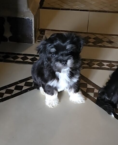 Chiots Bichon Havanais à vendre
