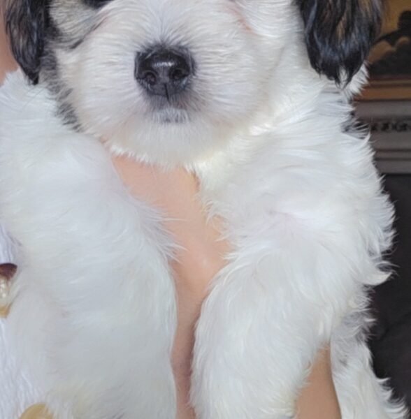 Chiots Bichon Havanais à vendre