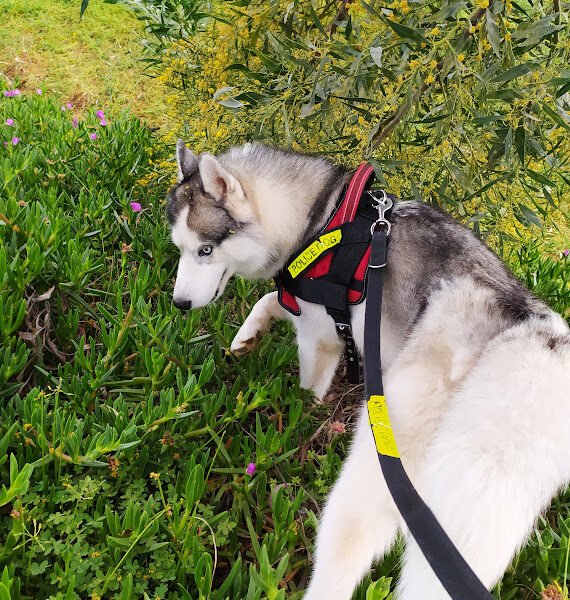 Husky Sibérien Pure Race- À Vendre
