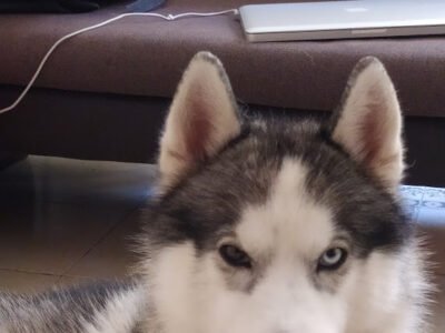 Husky Sibérien Pure Race- À Vendre