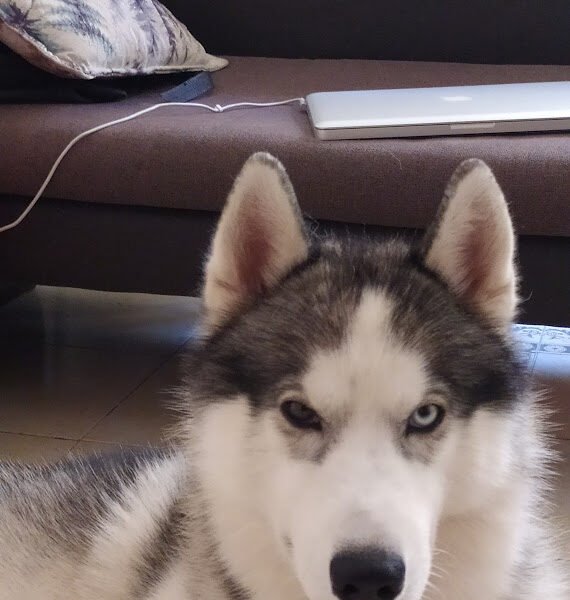 Husky Sibérien Pure Race- À Vendre