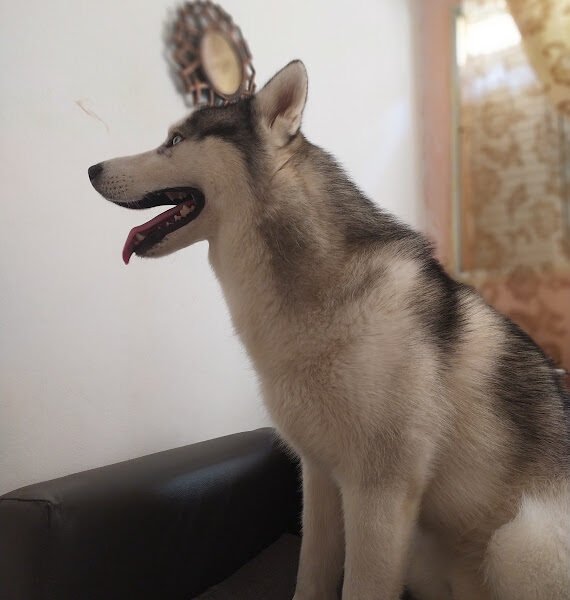 Husky Sibérien Pure Race- À Vendre