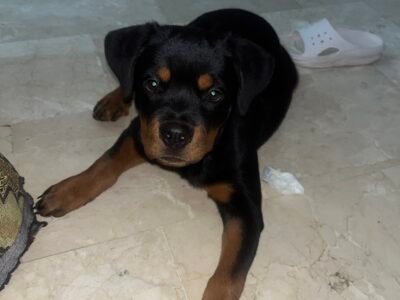 Rottweiler femelle 3 mois pedigree