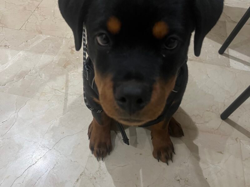 Rottweiler femelle 3 mois pedigree
