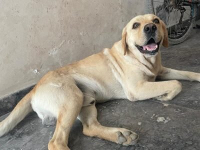labrador race pure vaccine