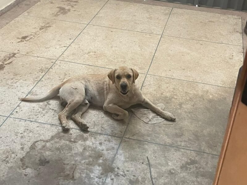 labrador race pure vaccine